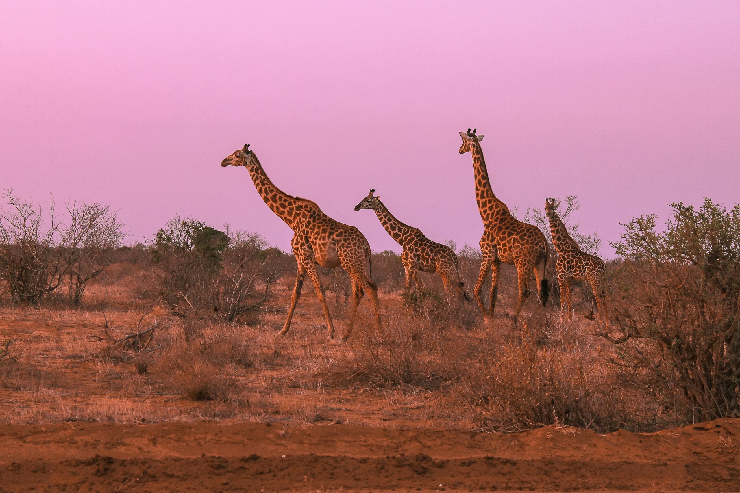 Kenya Safari Experience -photo - 5