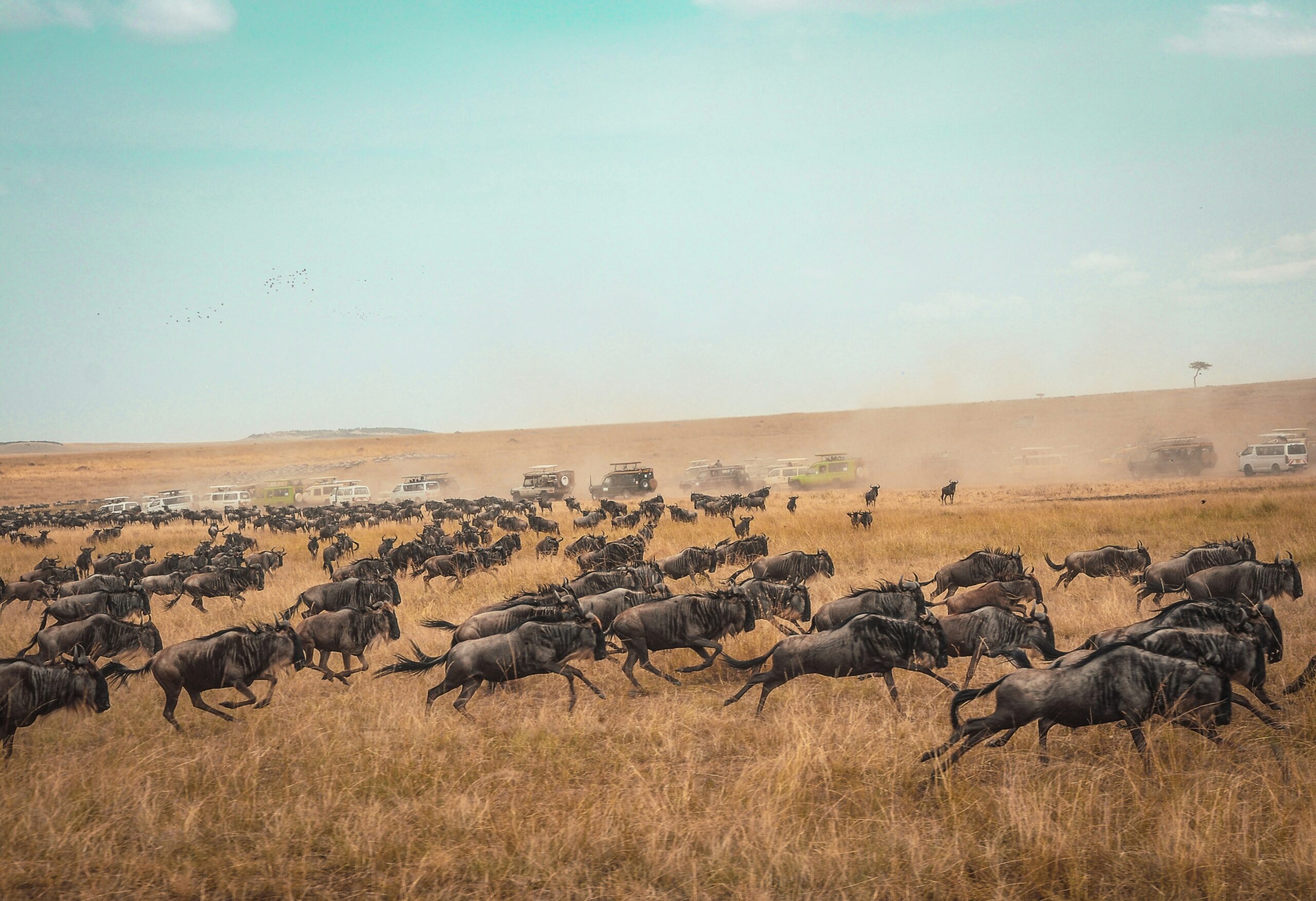 Serengeti Safari & Zanzibar Escape -photo - 8