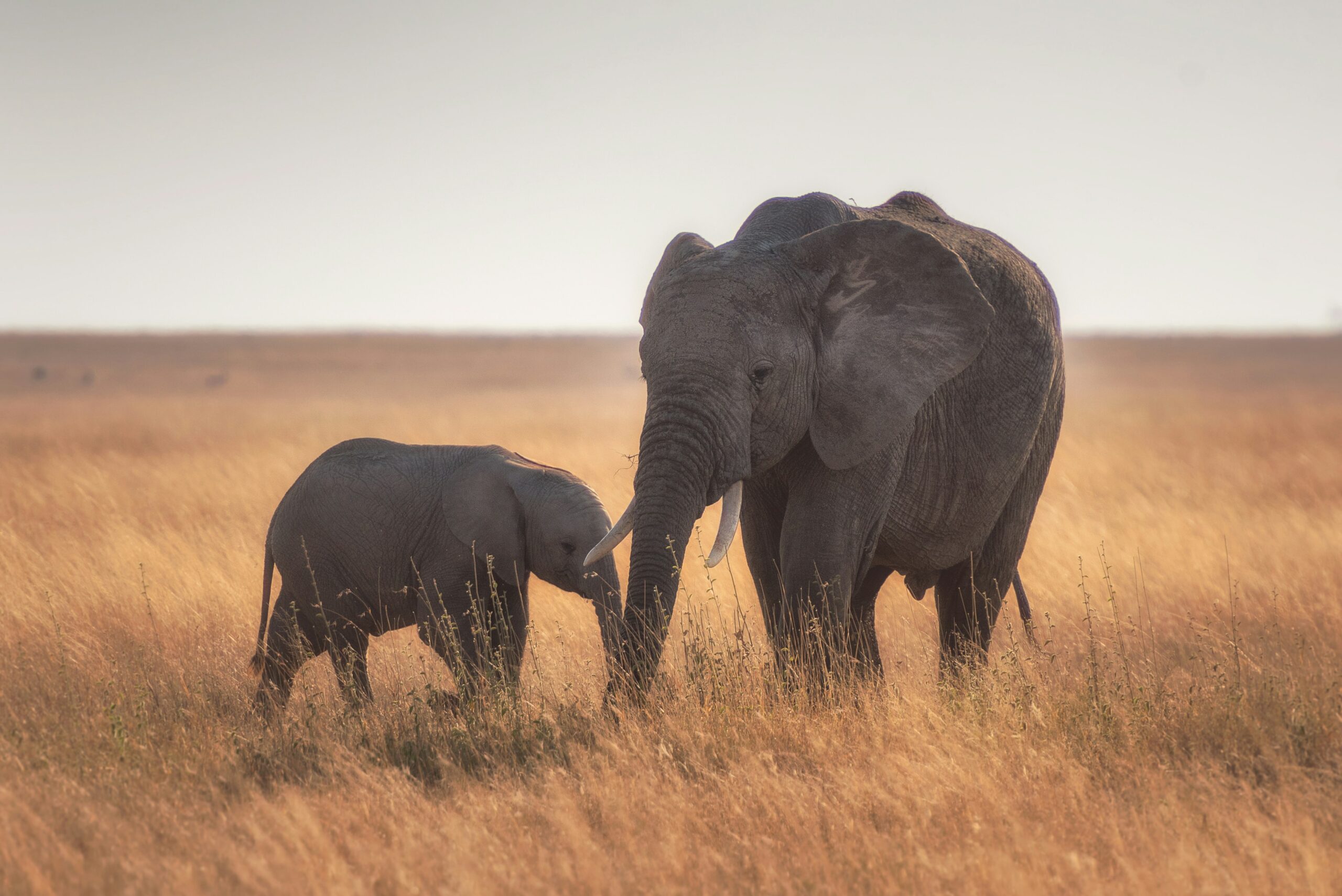 Serengeti Safari & Zanzibar Escape -photo - 9