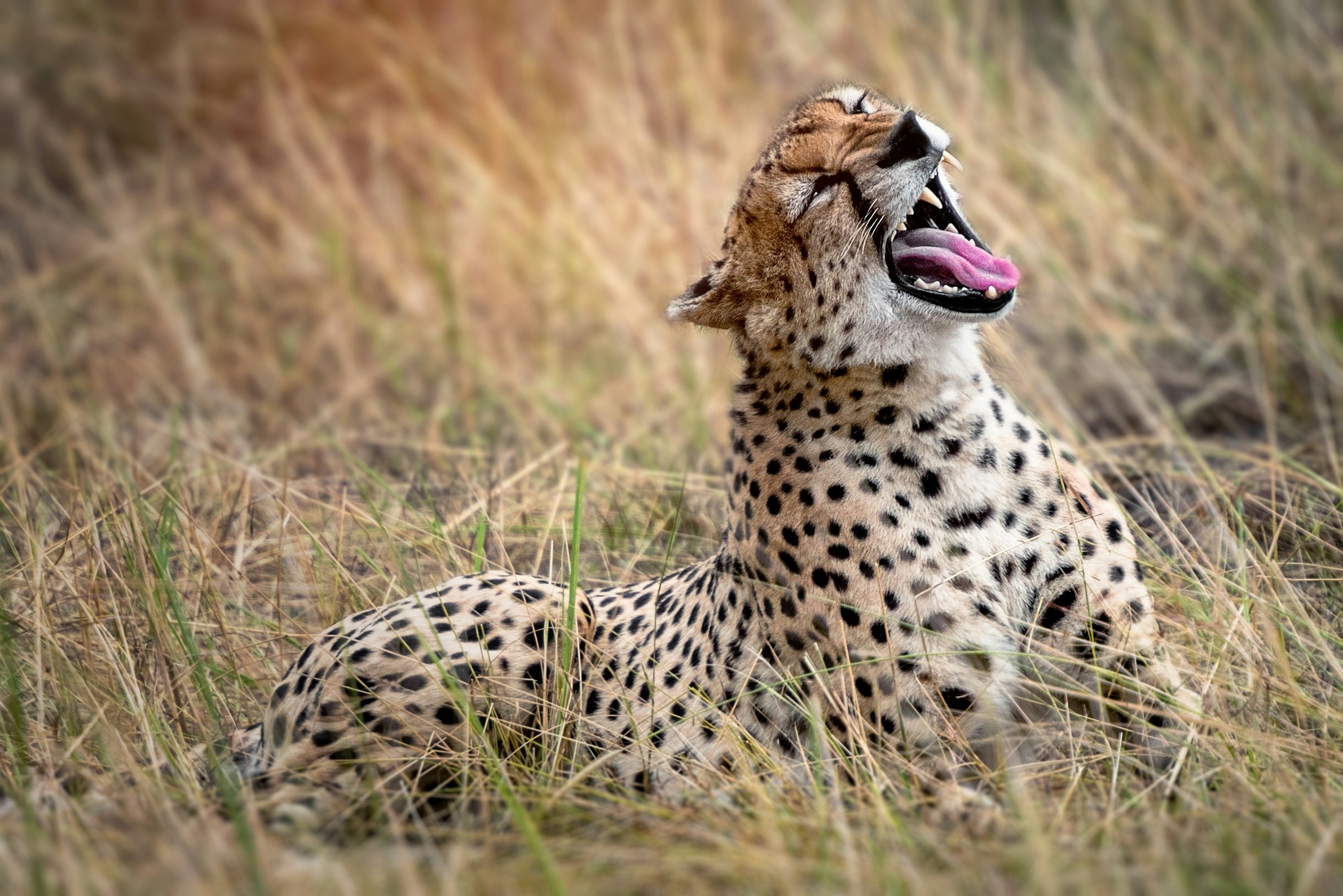 Serengeti Safari & Zanzibar Escape -photo - 10