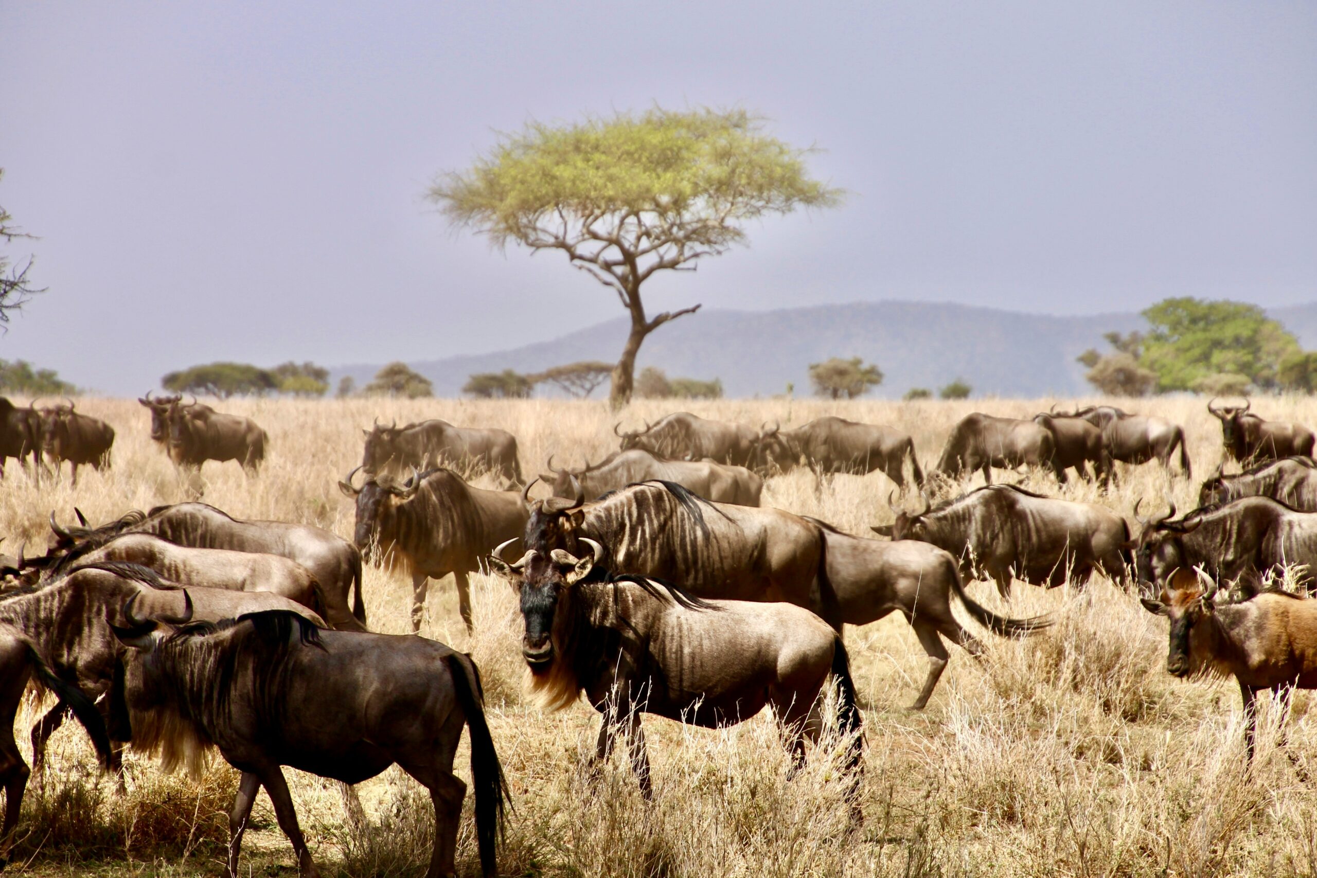 Serengeti Safari & Zanzibar Escape -photo - 11