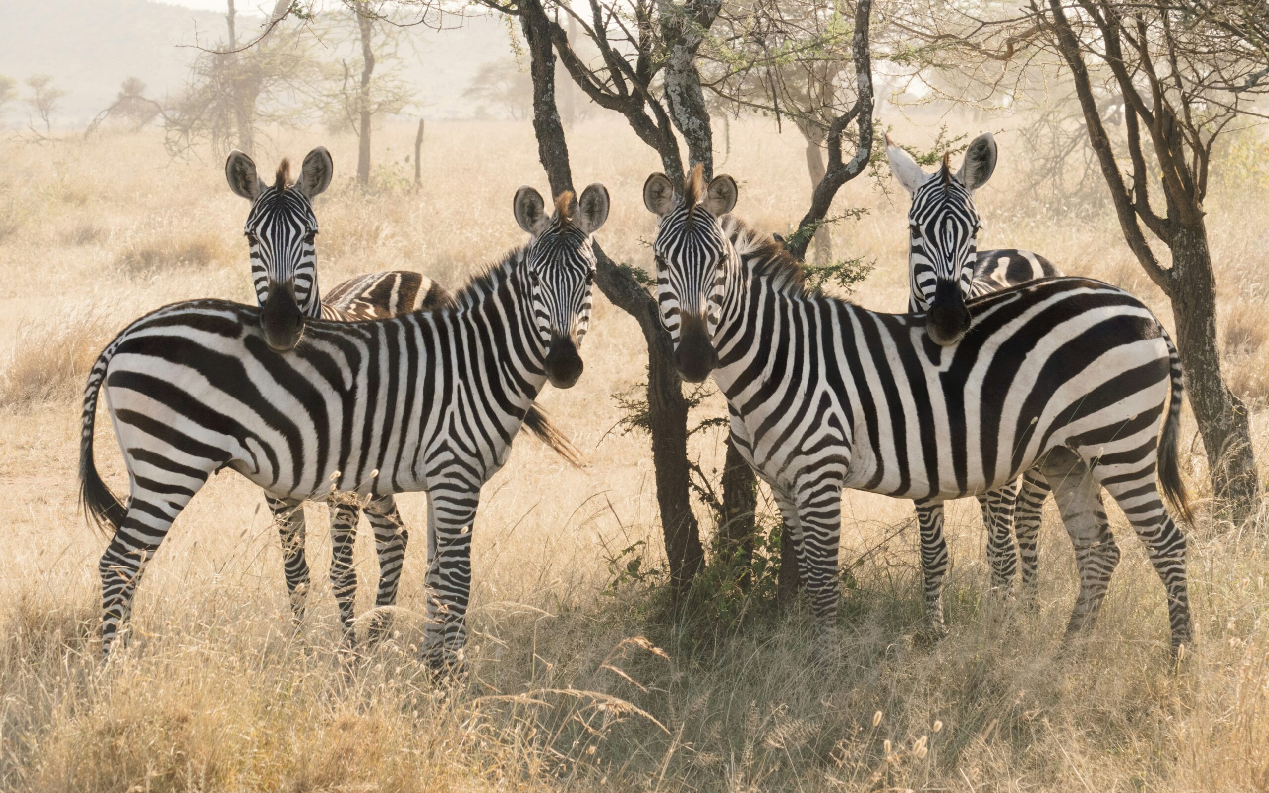 Serengeti Safari & Zanzibar Escape by sortedchale photo 3